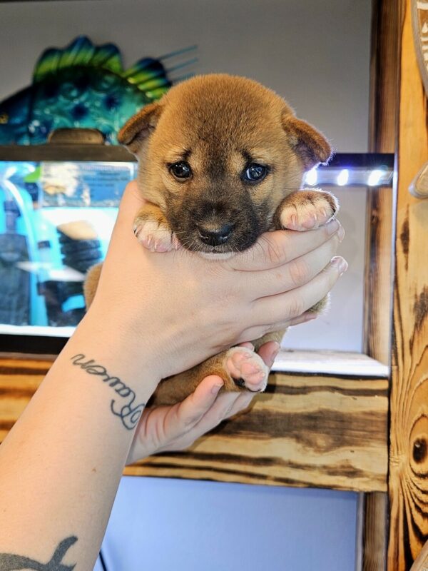 Buy Guinea Singing Dog, Guinea singing dog for sale