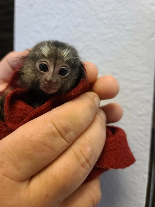 Buy Marmoset monkey