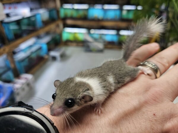 Buy Pygmy Squirrels