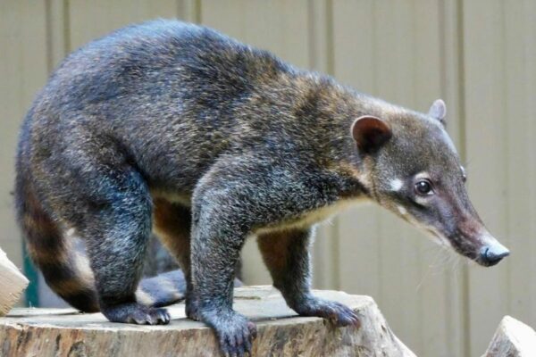 Coatimundi for sale online