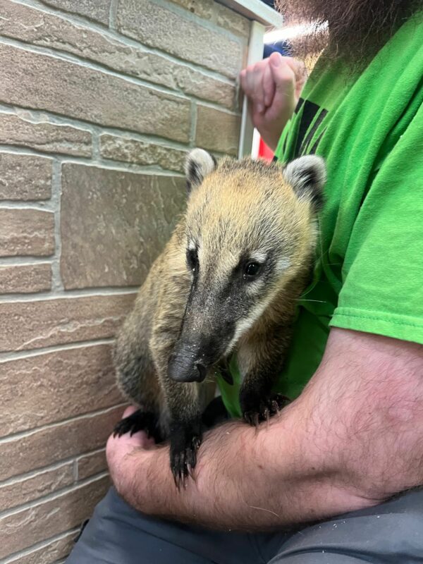 Coatimundi for sale online