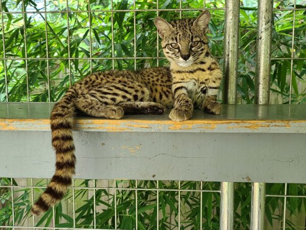 Geoffroy's cat price