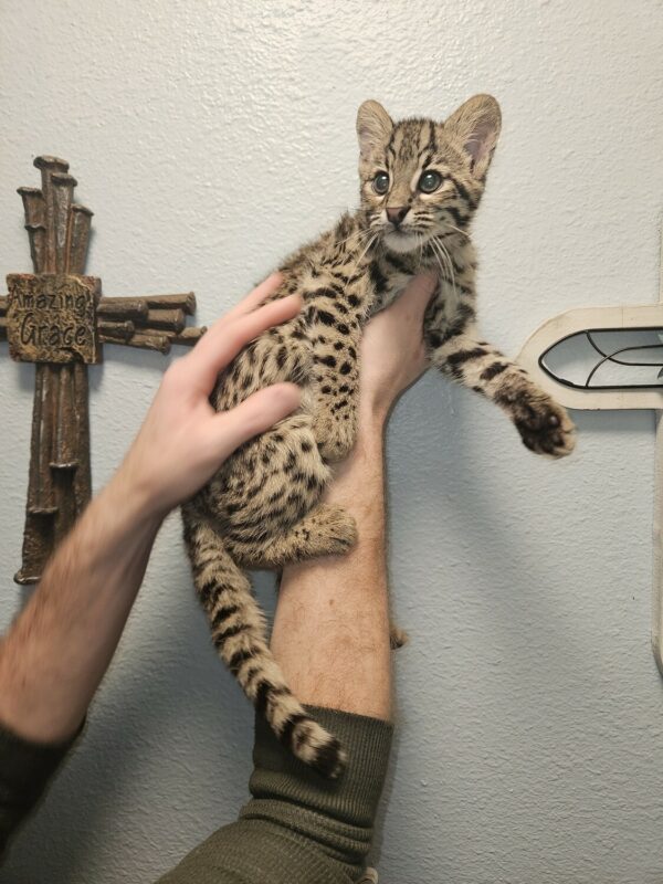 Geoffroy's cat price