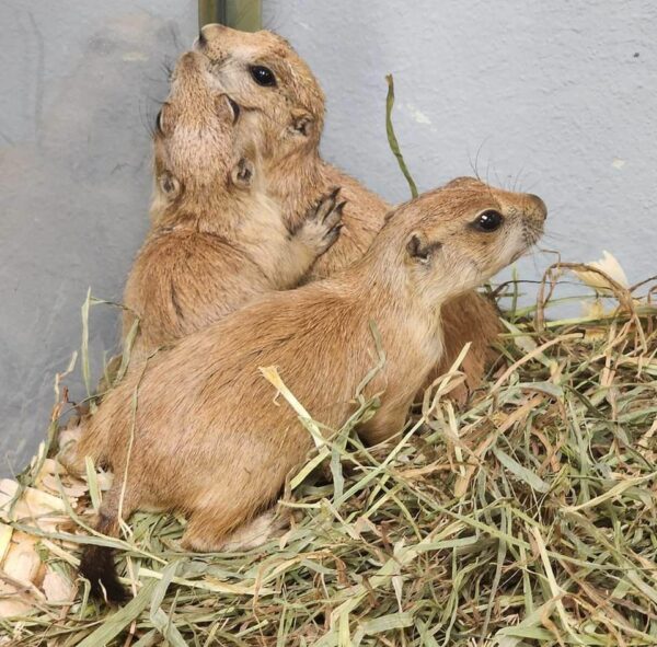 Prairie Dog for sale: Buy prairie dog now