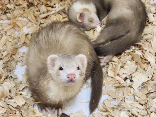 Buy ferrets online, exotic animals for sale